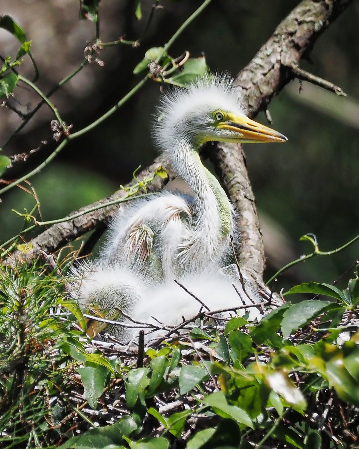 Indigo Run Rookery &mdash; Otter Creek