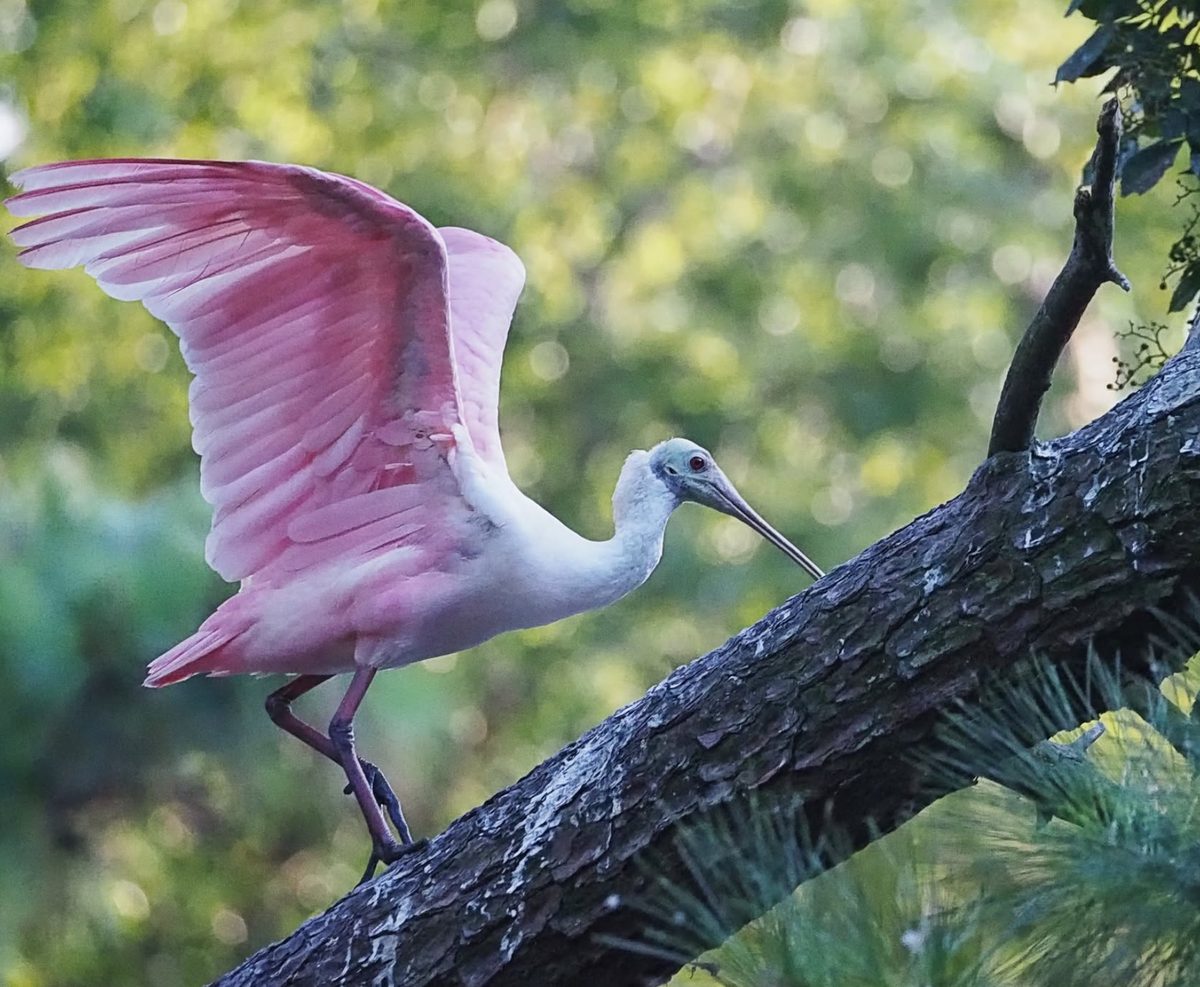 Roseate spoonbill at Indigo Run Rookery