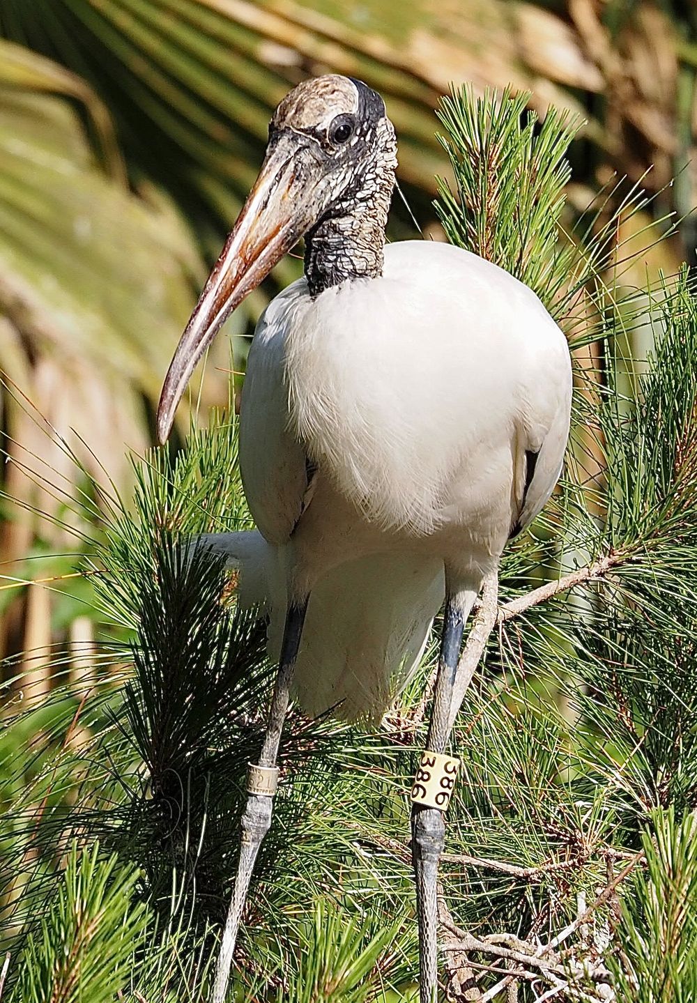 Banded wood stork at Indigo Run Rookery &mdash; April 2026